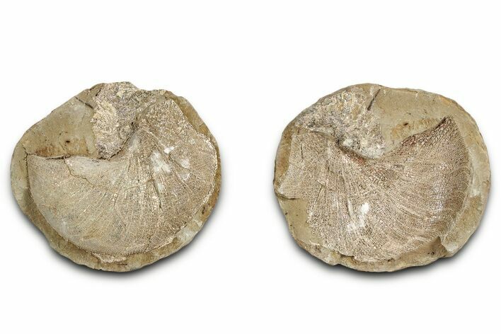 Pink Champagne Ammonite (Hoploscaphities) Fossil (Pos/Neg) - SD #336261